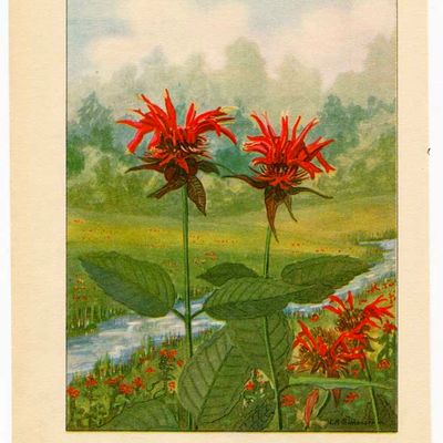 Bee Balm