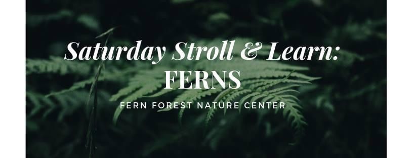 Saturday Stroll and Learn: Ferns