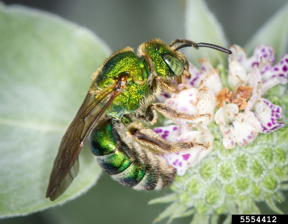 Surprising Native Bees of Pinellas County