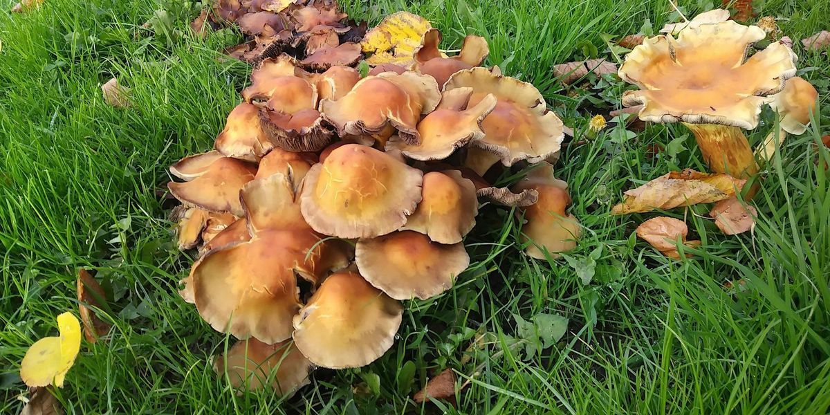 Fungi Workshop with Dave Winnard