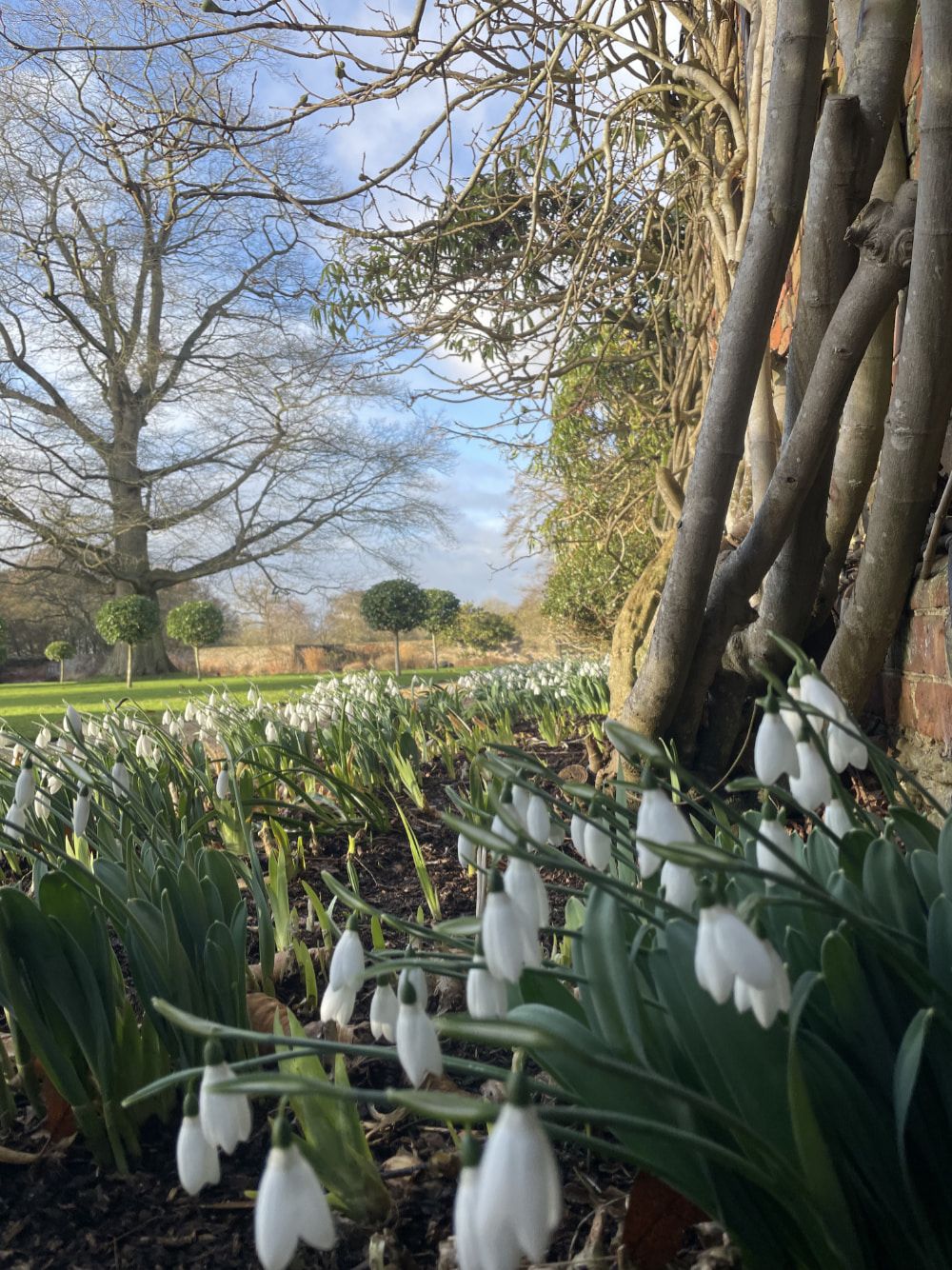 Snowdrop & Spring Plant Fair @ Kingston Bagpuize House