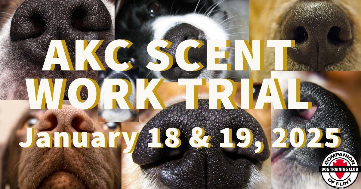 AKC Scent Work Trial