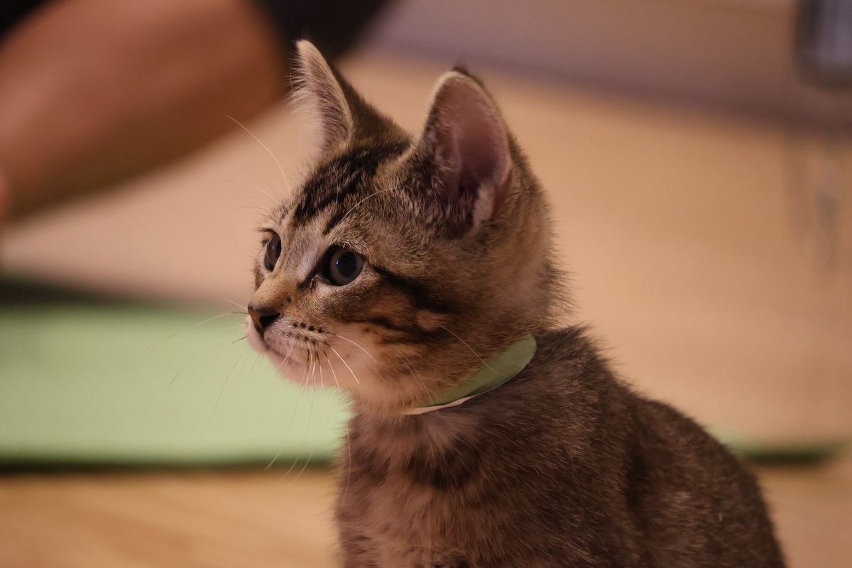 Kitten Yoga!