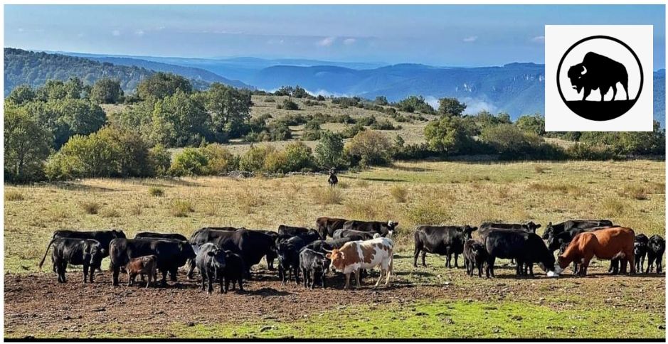 Immersion totale au pays des cow-boys