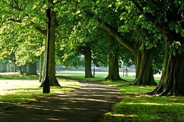 A Walking Guide to the Trees of Old Salem