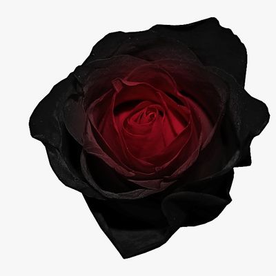 Black Rose Concpets