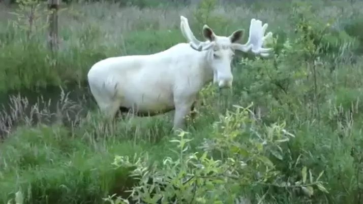 Moose Karaoke in Bellingham!