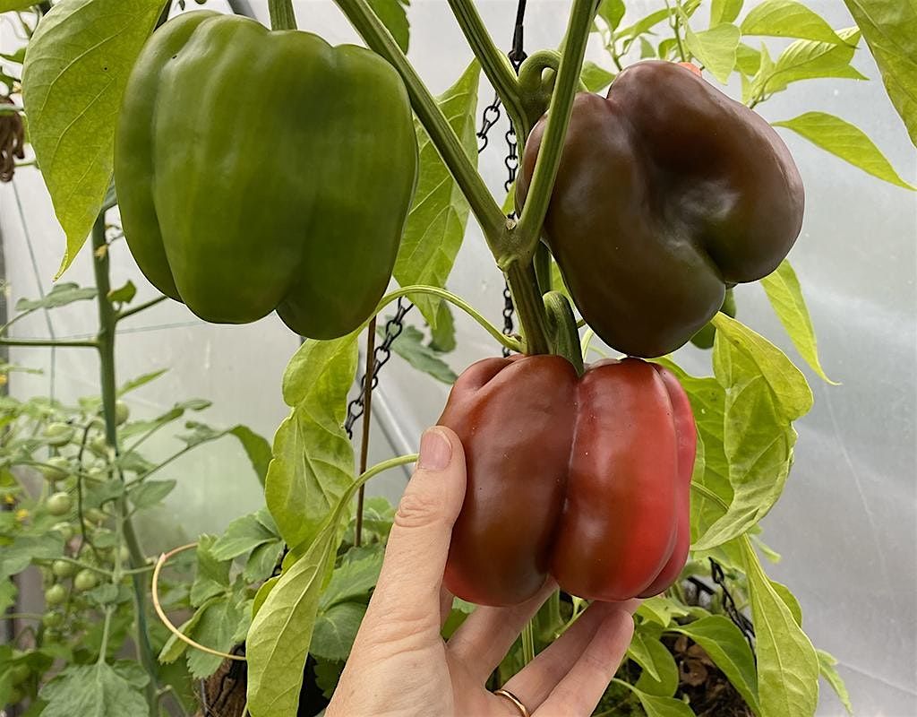 Grow your own food from seed - At last! Planting out.
