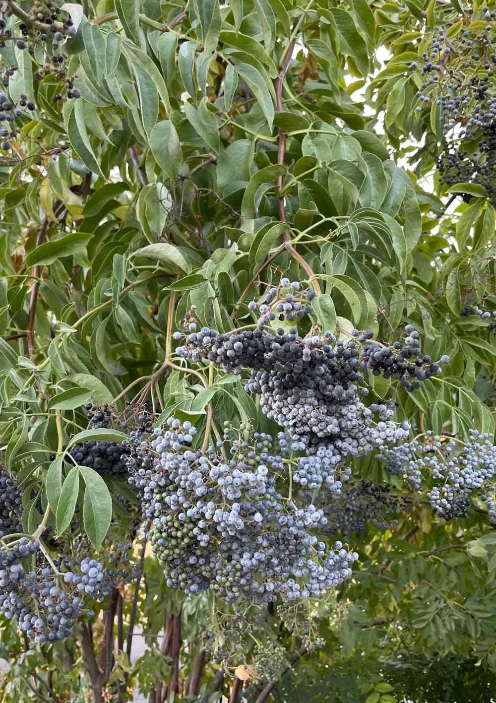 Edible Native Plants - San Jose