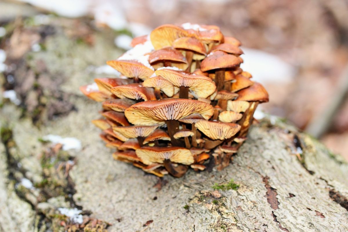 SEMINARREIHE \u201cPILZVERGN\u00dcGT\u201d: der Winter und seine Speise- und Vitalpilze