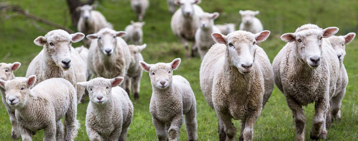 Ontario Sheep Farmers AGM- Convention 