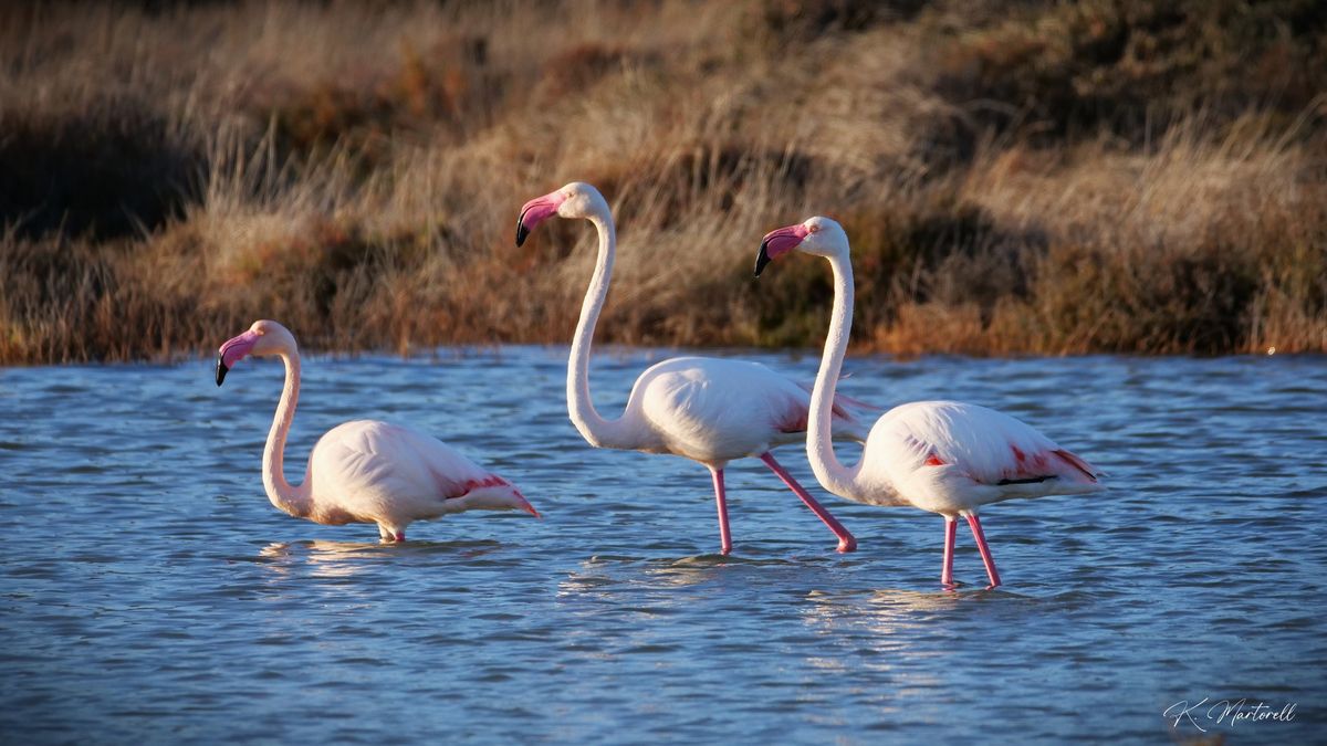 Sortie oiseaux \u00e0 Peyriac-de-Mer