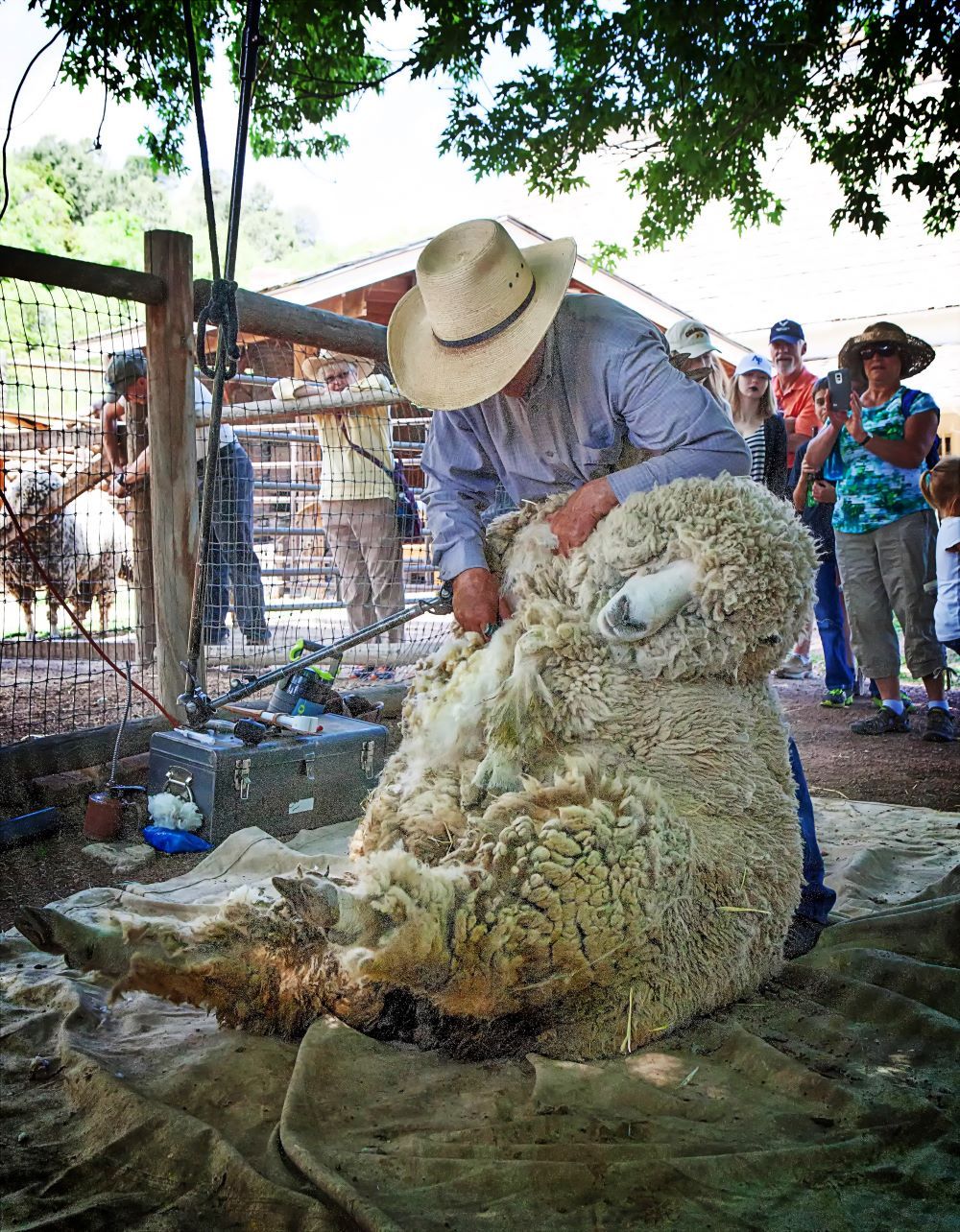 Sheep Shearing and Fiber Arts Day