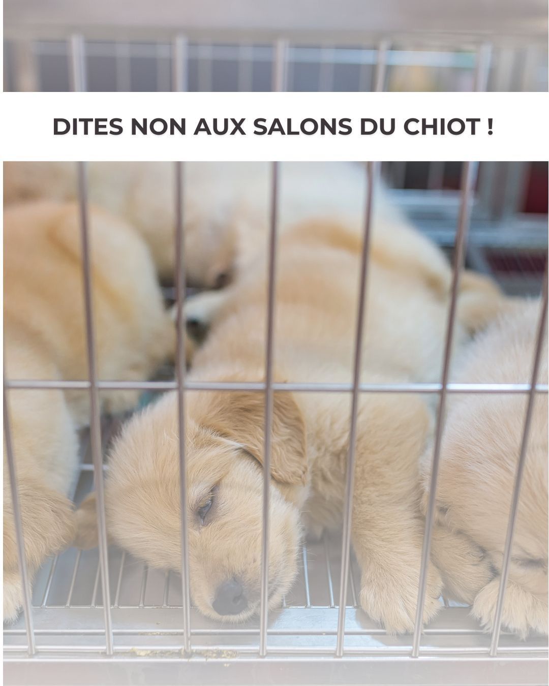 Dites Stop aux Salons du Chiot