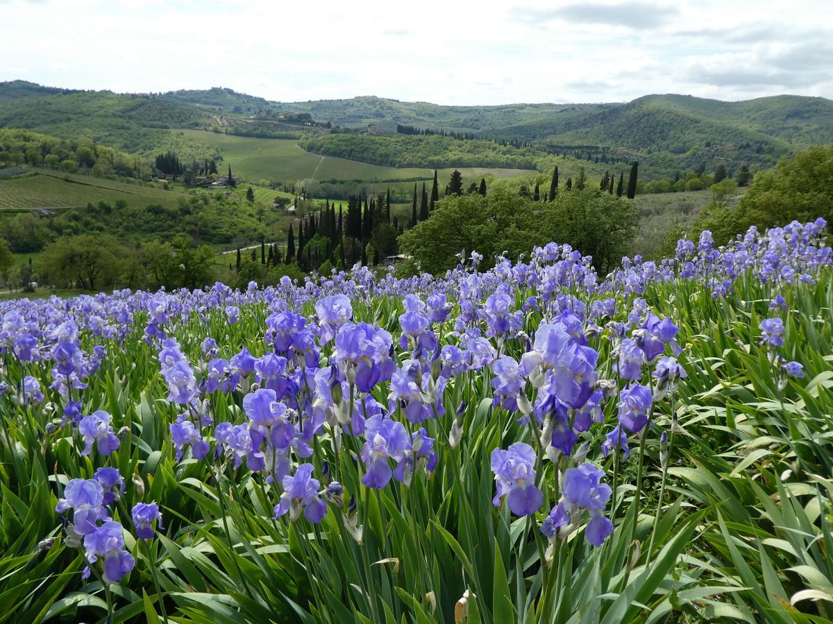 Fioritura dei giaggioli sulle colline di Greve in Chianti 