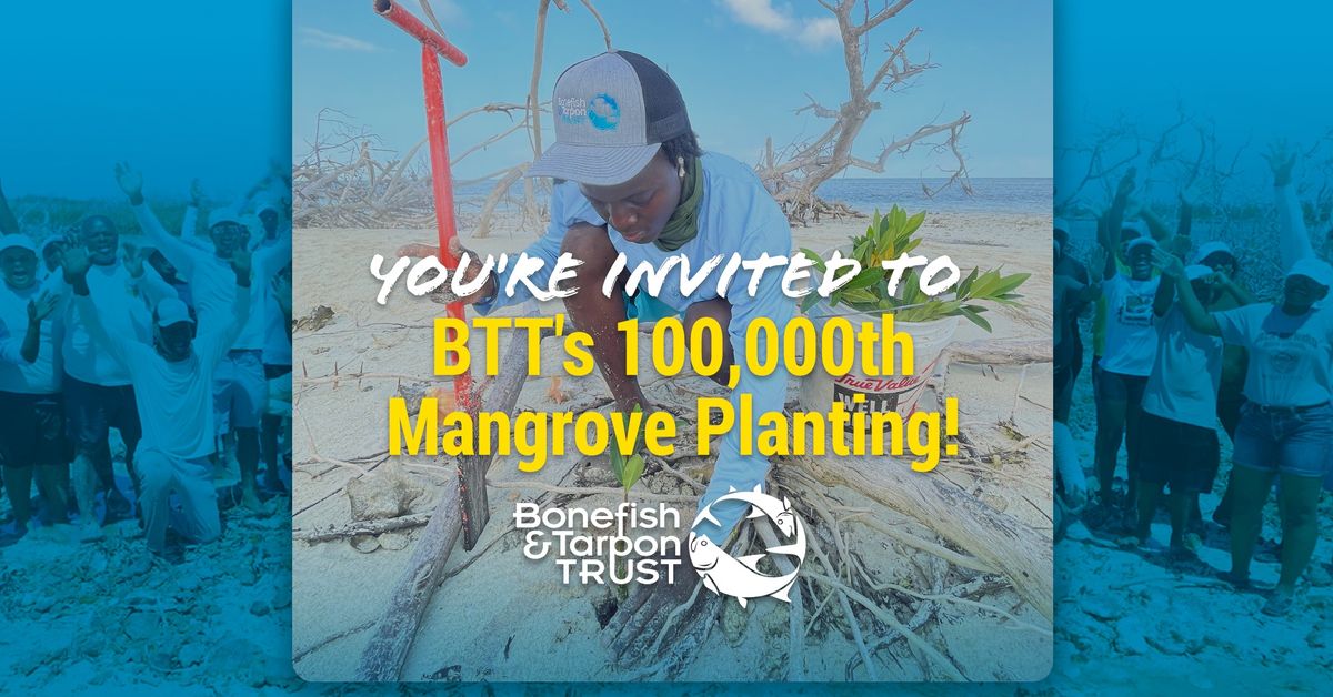 BTT's 100,000th Mangrove Planting!