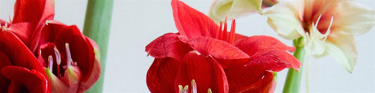 House of Three x Simon G. Holiday Shop