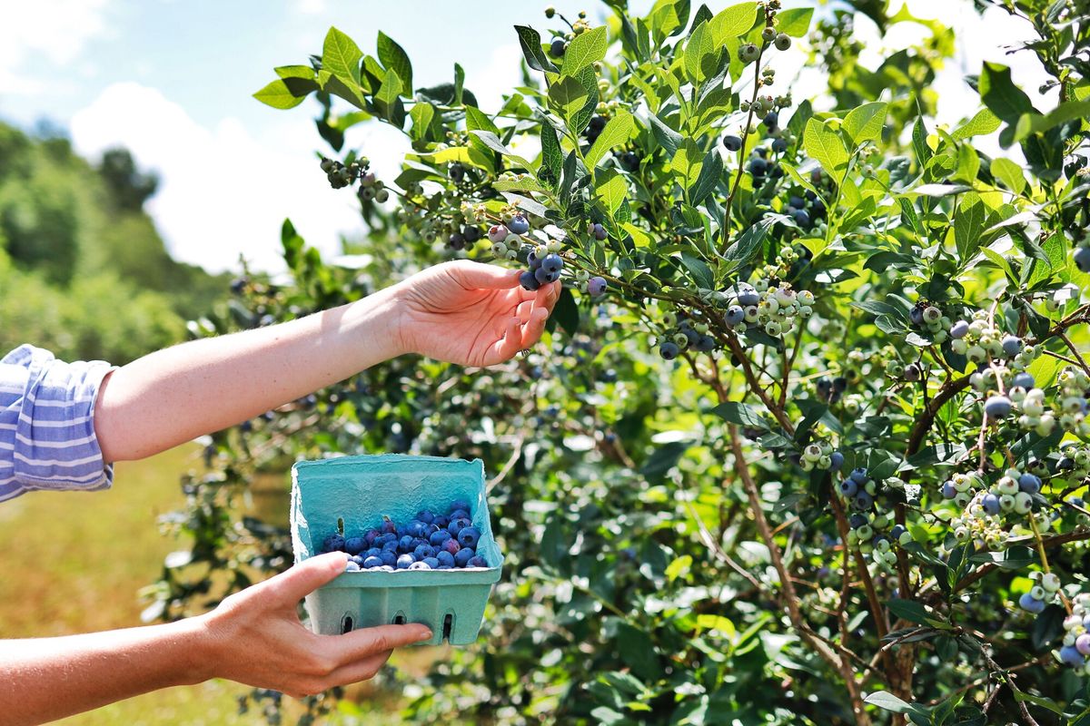 Blueberry UPick at Oak Hollow Manor