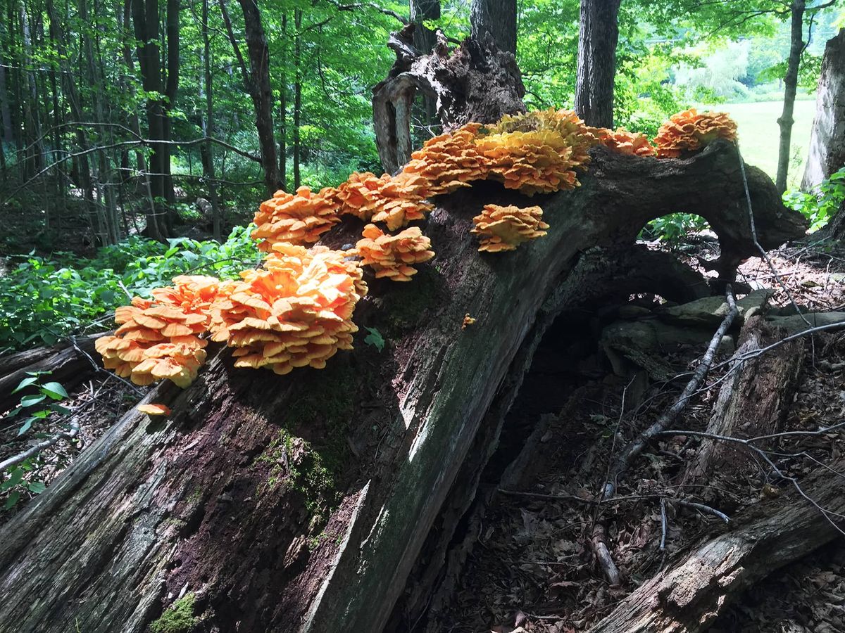 Wild Mushroom Identification with Mycophile's Garden