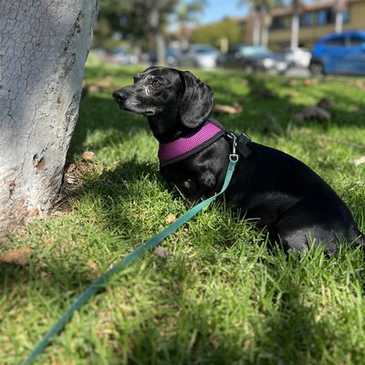 Little Dogs With Big Hearts in Long Beach