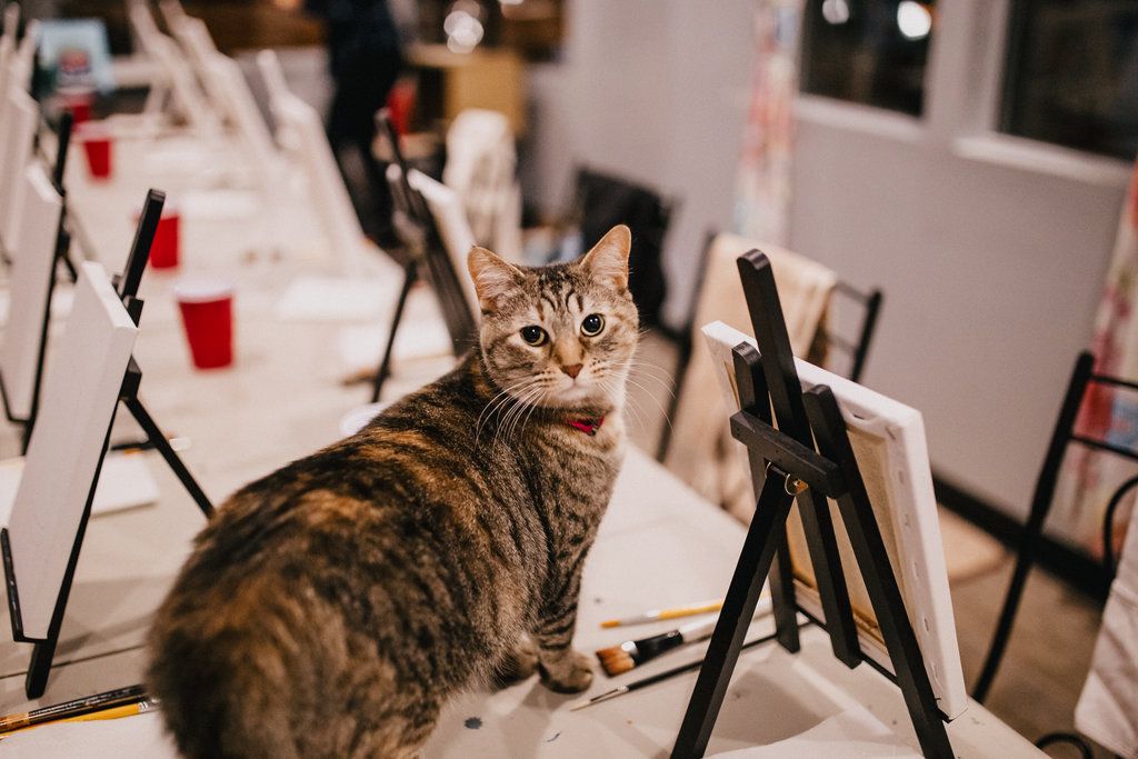 Cats & Canvas