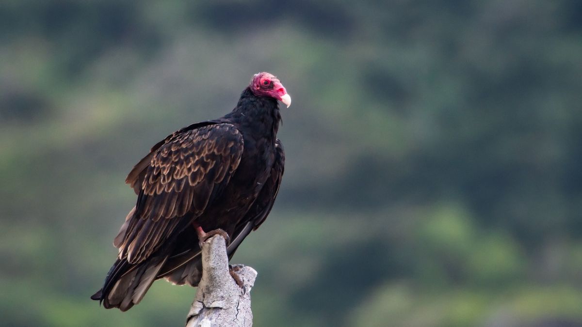 Learn to Love Vultures [Virtual Program]