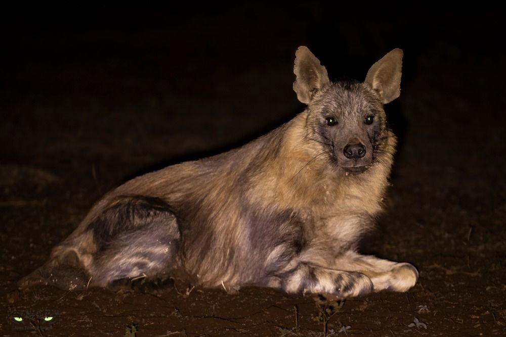 Madikwe Big 5 Photo Safari - Sorry fully Booked