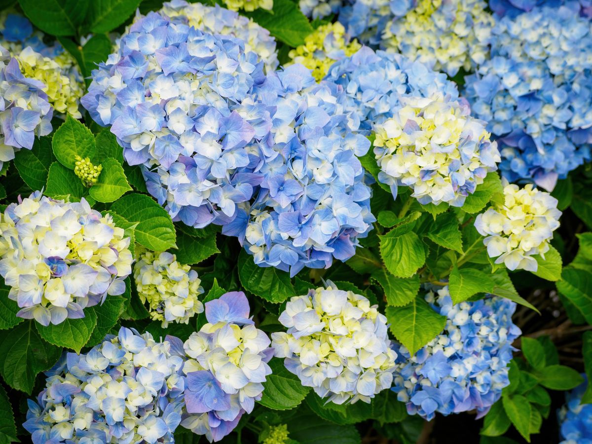 3\/1 at 11:15a: "Hydrangeas \u2013 Long Term Blooms" Green Thumb Club Class