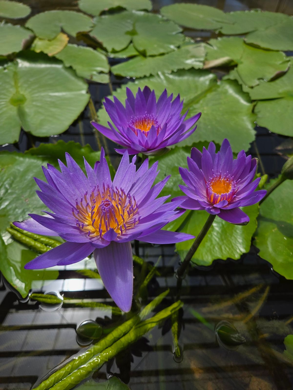 Flower Moon Sound Bath, Modo Yoga Barrie, 23 May 2024