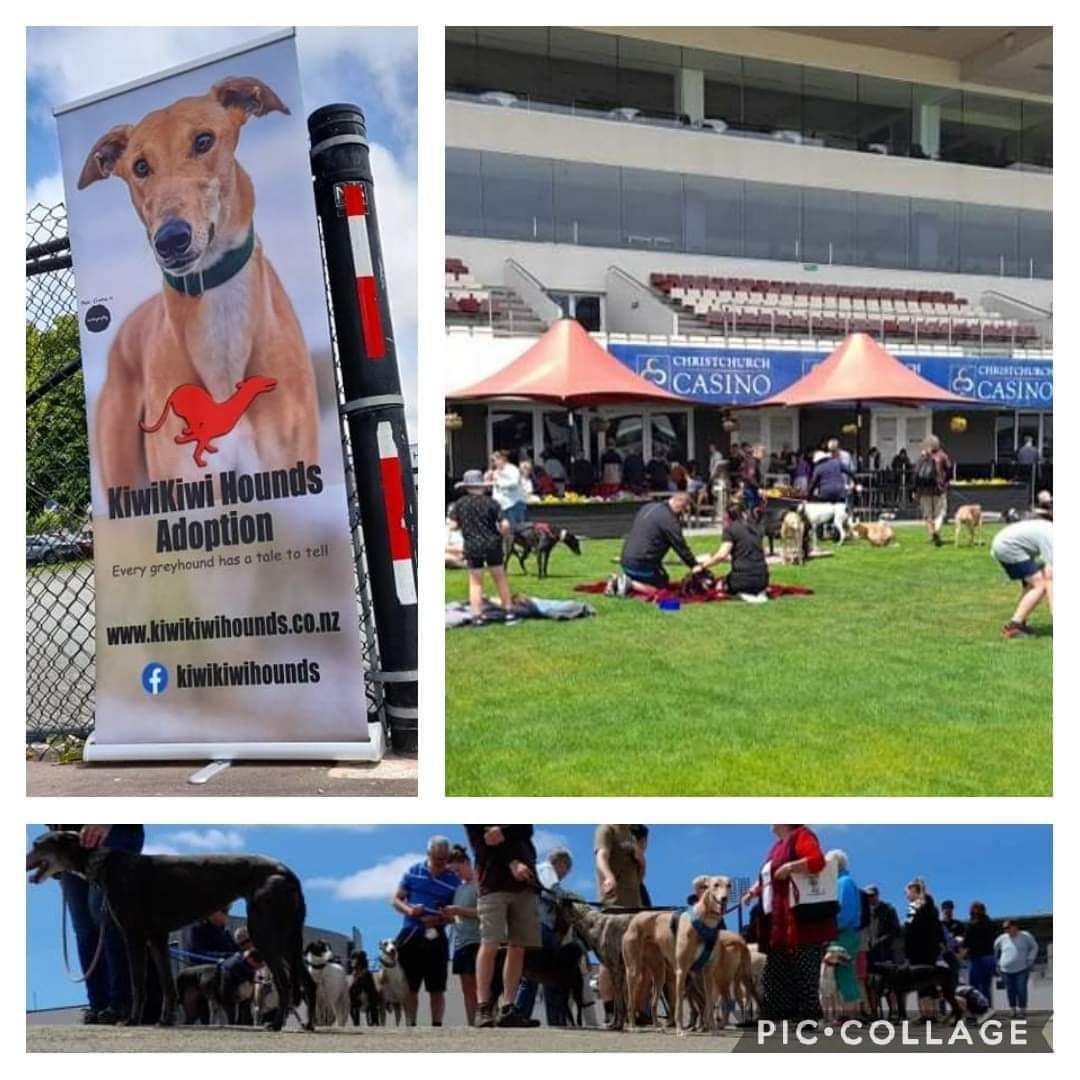 KIWIKIWI HOUNDS - OPEN DAY @ ADDINGTON RACEWAY