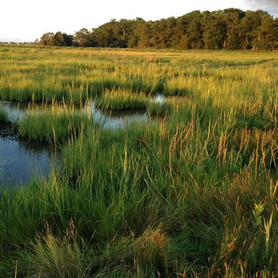 DC Environmental Solopreneurs