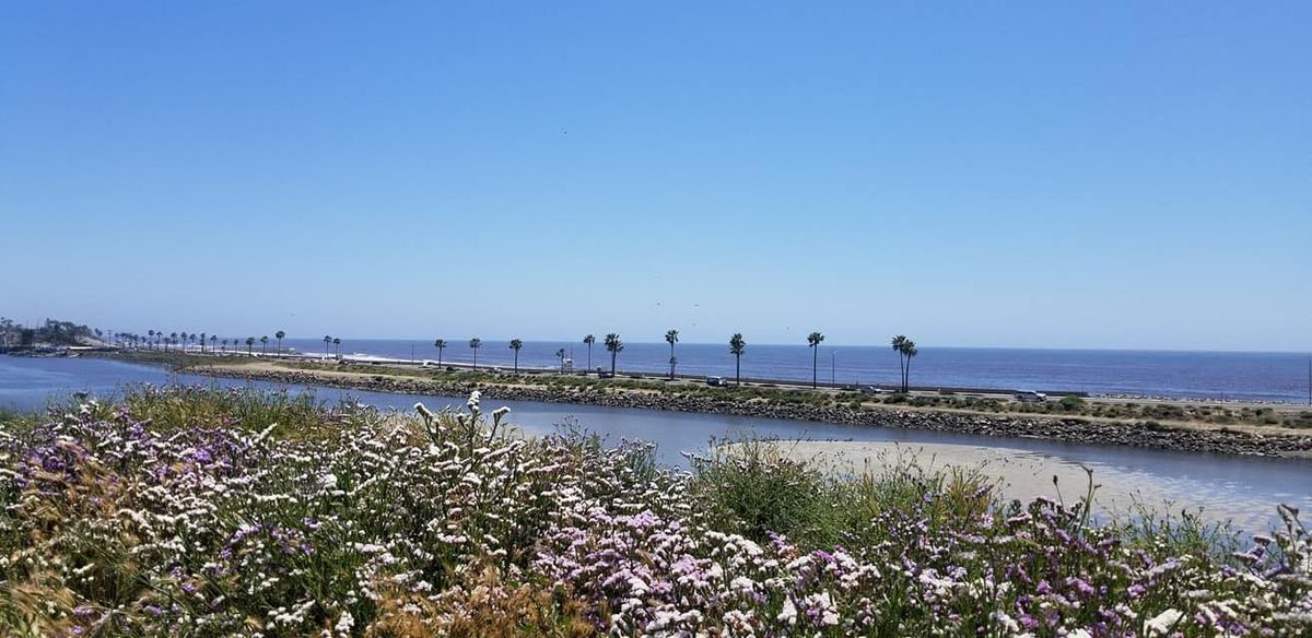 Algerian Sea Lavender Removal, Volunteers Needed 