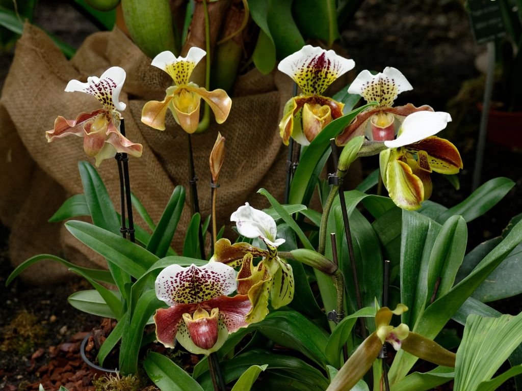 Tropical Lady Slipper Orchids