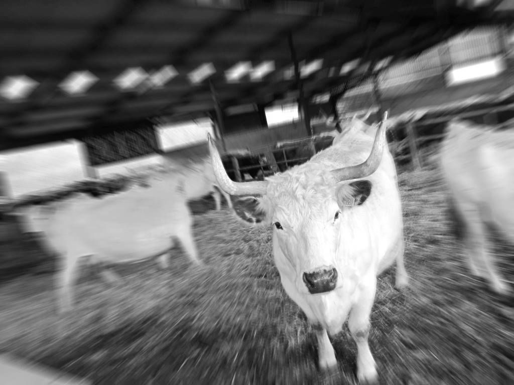 Stop the St Kilda Beach Rodeo!