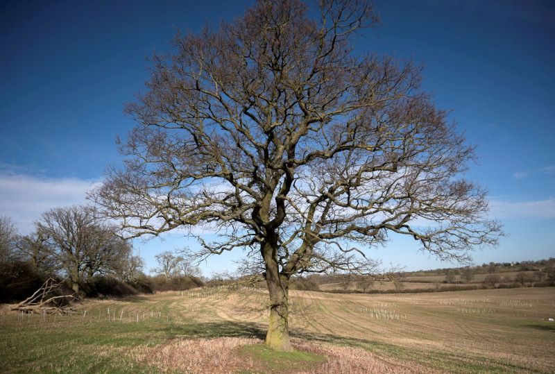 Winter Tree identification and Walk 