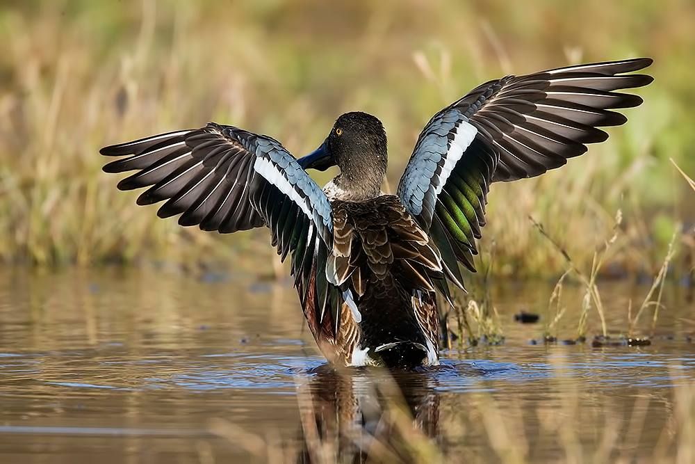 A Night of Wildlife Comedy with Dr. Kevin Fitzgerald