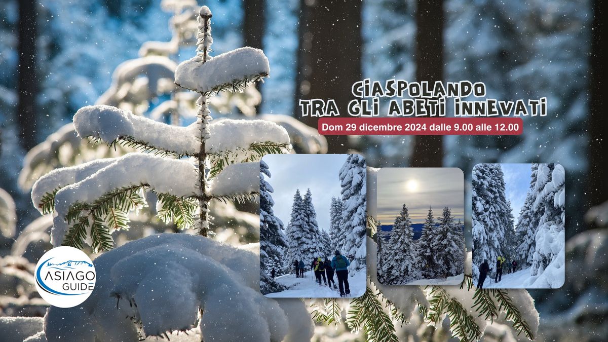 Ciaspolando tra gli abeti innevati