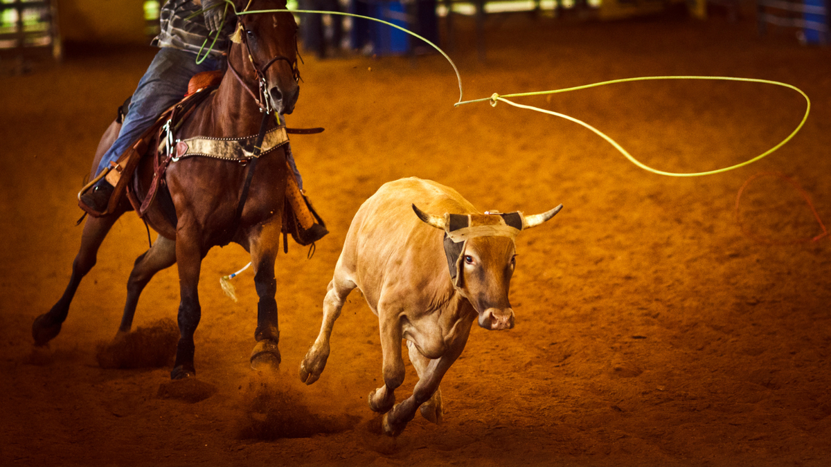 Houston Rodeo - Warren Zeiders