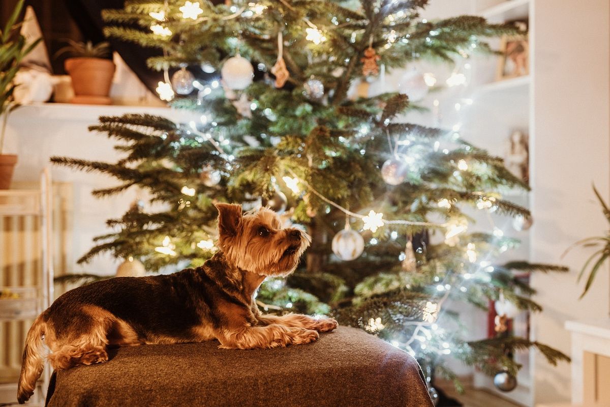 Christmas at the Dogs Trust Charity Shop