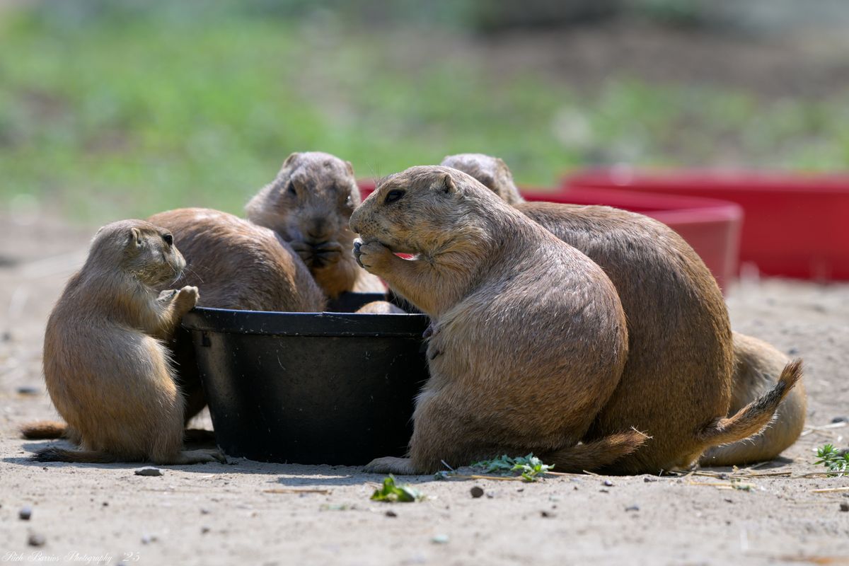 Family Zookeeper Camp