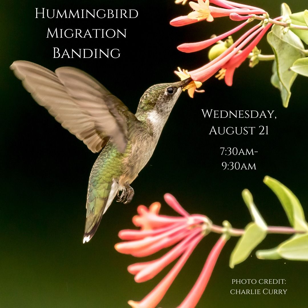 Observe Hummingbird Migration Banding