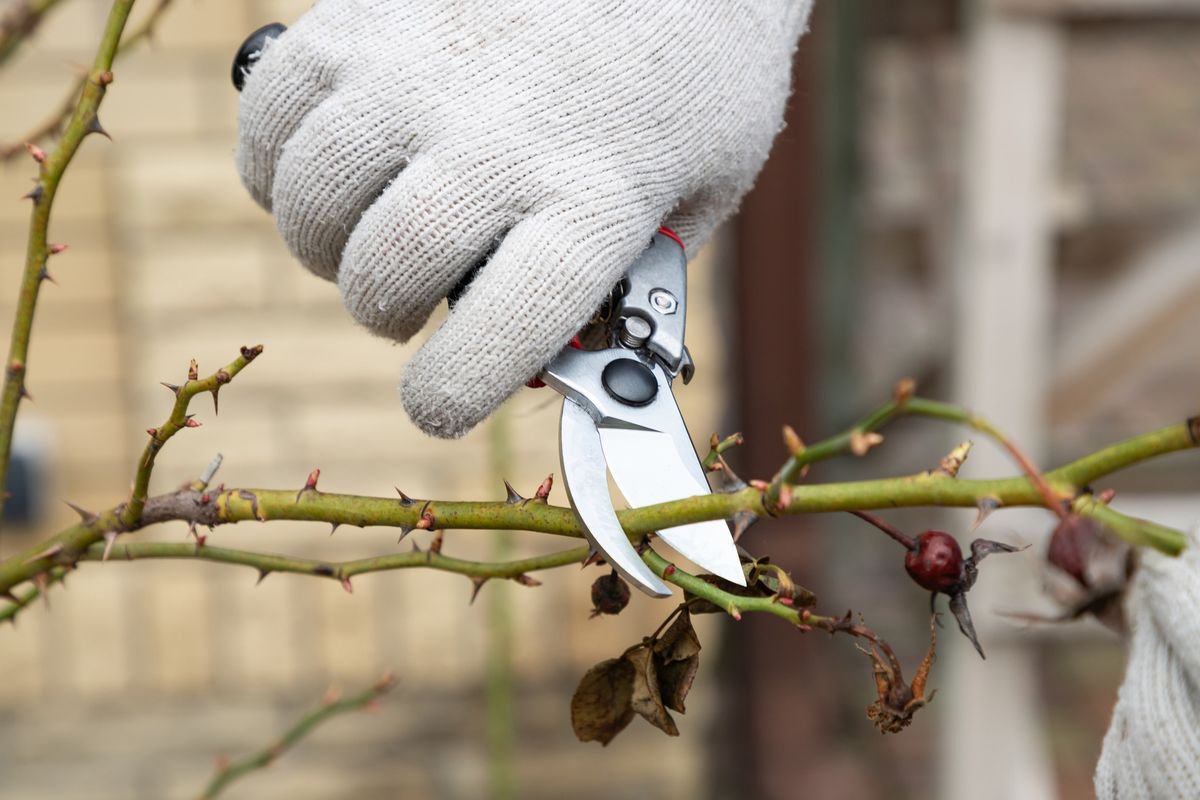 Rose Pruning with the Portland Rose Society