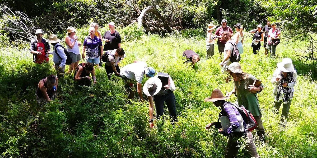 Forage and Feast - Foraging for the Kitchen