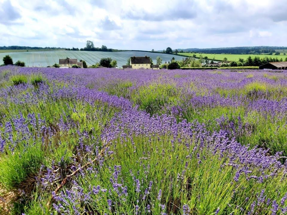 Cotswolds Walk & Lavender Fields - 10 miles