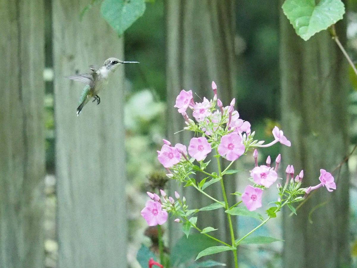 Attracting Birds to Your Yard