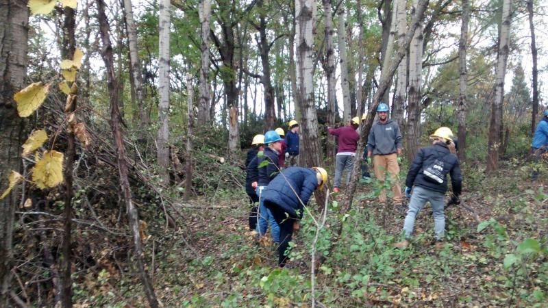 Buckthorn Removal at Prairie Island Park