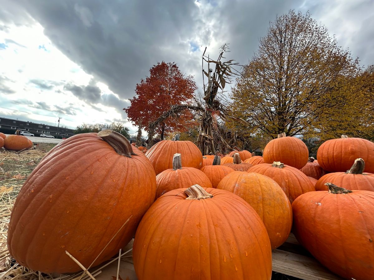 Pumpkin Patch Set Up