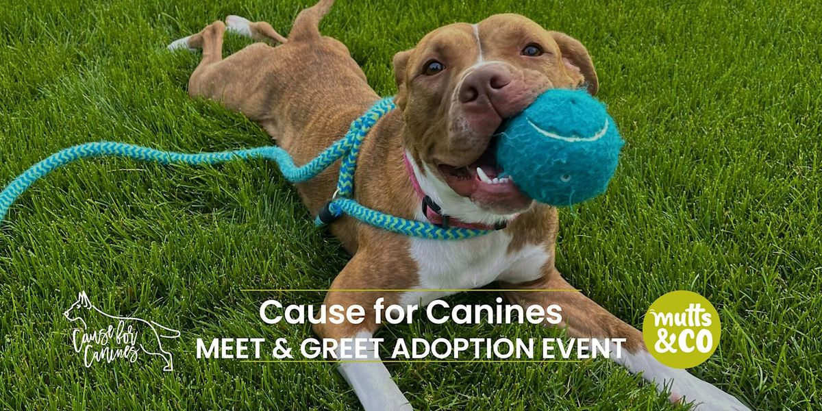 Cause for Canines Mutts & Mingle(Grove City)