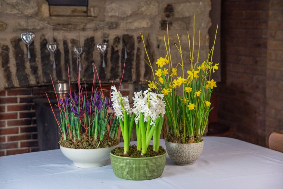 Festive Forced Bulbs, and Bulbs for Spring