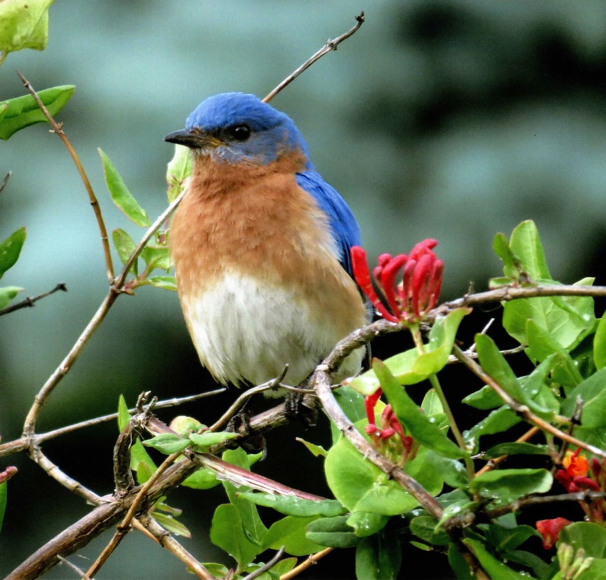 Bluebirds Class at White Haven 